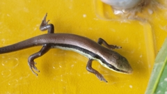 Eutropis longicaudata