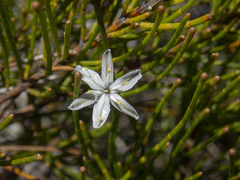 Caesia parviflora