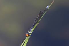 Pseudagrion ignifer