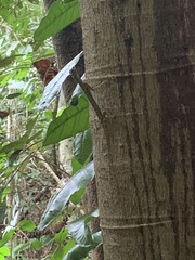 Draco melanopogon