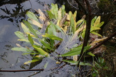 Primula jeffreyi