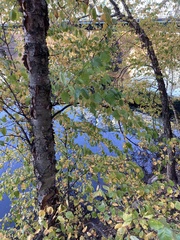 Betula nigra