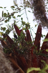 Tillandsia complanata
