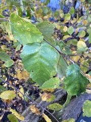 Betula nigra