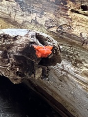 Dacrymyces chrysospermus