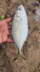 Caranginae