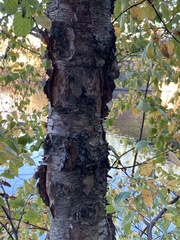 Betula nigra