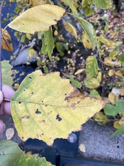 Betula nigra