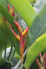 Heliconia latispatha
