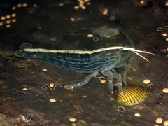 Atyopsis spinipes