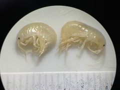 Gammarus lacustris