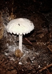 Cystolepiota seminuda