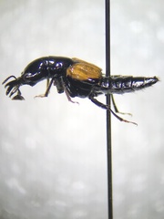 Oxyporinae