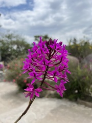 Epidendrum jamiesonis