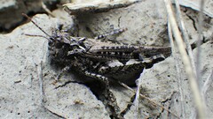 Psoloessa delicatula