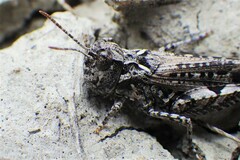 Psoloessa delicatula