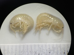 Gammarus lacustris