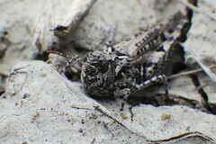 Psoloessa delicatula