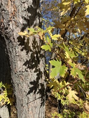 Acer saccharinum