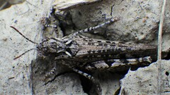 Psoloessa delicatula