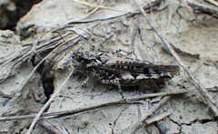 Psoloessa delicatula