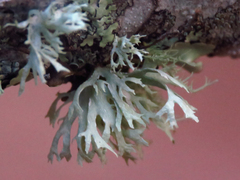 Ramalina americana