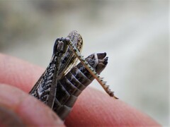 Psoloessa delicatula