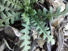 Emmenanthe penduliflora penduliflora