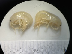 Gammarus lacustris