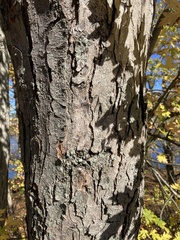 Acer saccharinum