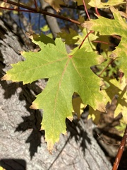 Acer saccharinum