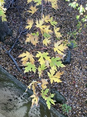 Acer saccharinum