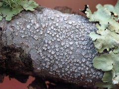 Lecanora hybocarpa