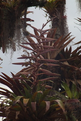 Tillandsia fendleri