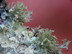 Ramalina americana