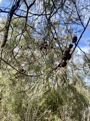 Allocasuarina littoralis