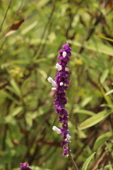 Salvia leucantha
