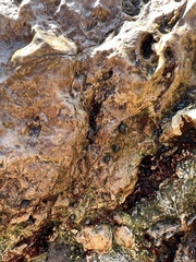Littorina subrotundata