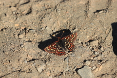 Euphydryas