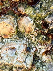 Littorina subrotundata