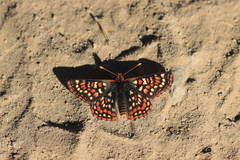 Euphydryas