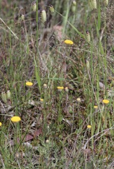 Leptorhynchos squamatus