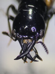 Oxyporinae
