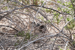 Ammospermophilus harrisii