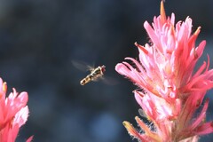 Platycheirus trichopus
