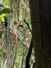 Draco melanopogon
