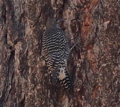 Sphyrapicus thyroideus