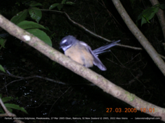 Rhipidura fuliginosa fuliginosa