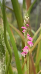 Spiranthes australis