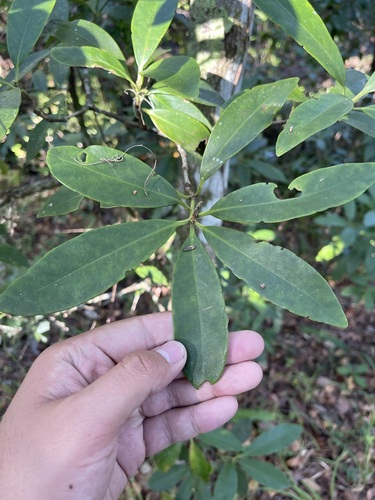 Yellow anisetree (Illicium parviflorum)